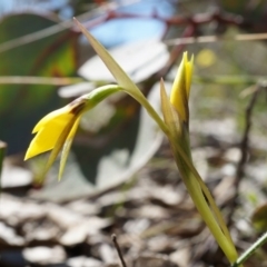 Diuris chryseopsis at Goorooyarroo NR (ACT) - suppressed