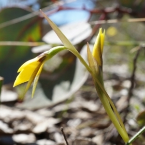 Diuris chryseopsis at Goorooyarroo NR (ACT) - suppressed