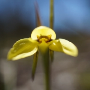 Diuris chryseopsis at Goorooyarroo NR (ACT) - suppressed