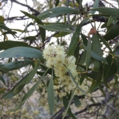 Acacia melanoxylon (Blackwood) at Theodore, ACT - 6 Sep 2014 by michaelb