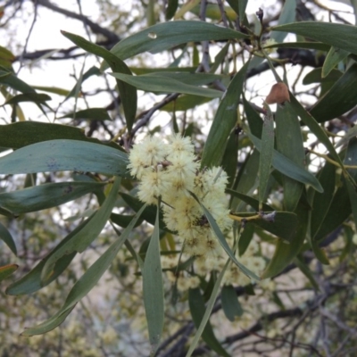 Acacia melanoxylon (Blackwood) at Tuggeranong Hill - 6 Sep 2014 by michaelb