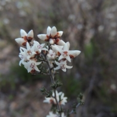 Cryptandra speciosa subsp. speciosa (Silky Cryptandra) at Theodore, ACT - 6 Sep 2014 by MichaelBedingfield