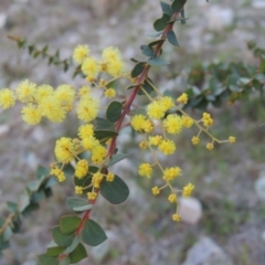 Acacia pravissima (Wedge-leaved Wattle, Ovens Wattle) at Theodore, ACT - 6 Sep 2014 by MichaelBedingfield