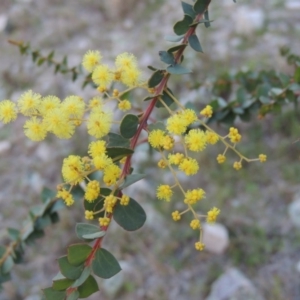 Acacia pravissima at Theodore, ACT - 6 Sep 2014