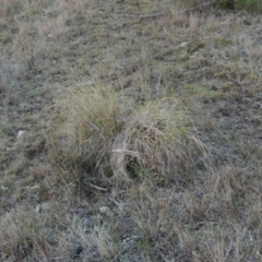 Rytidosperma pallidum (Red-anther Wallaby Grass) at Tuggeranong Hill - 6 Sep 2014 by michaelb