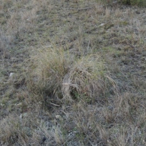 Rytidosperma pallidum at Theodore, ACT - 6 Sep 2014 06:32 PM