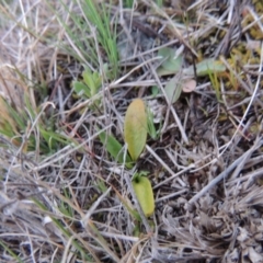 Ophioglossum lusitanicum (Adder's Tongue) at Tuggeranong Hill - 6 Sep 2014 by MichaelBedingfield