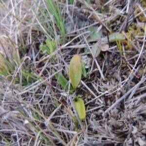 Ophioglossum lusitanicum at Tuggeranong Hill - 6 Sep 2014