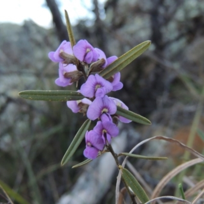 Hovea heterophylla (Common Hovea) at Bonython, ACT - 1 Sep 2014 by MichaelBedingfield