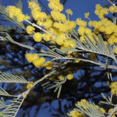 Acacia dealbata (Silver Wattle) at Pine Island to Point Hut - 1 Sep 2014 by MichaelBedingfield