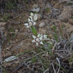 Wurmbea dioica subsp. dioica (Early Nancy) at Point Hut to Tharwa - 1 Sep 2014 by michaelb