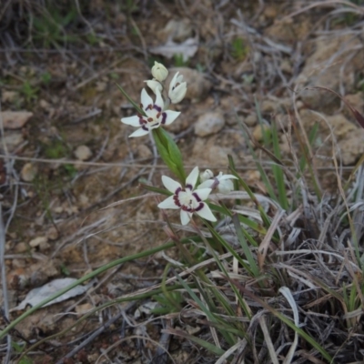 Wurmbea dioica subsp. dioica (Early Nancy) at Point Hut Hill - 1 Sep 2014 by michaelb