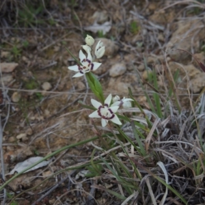 Wurmbea dioica subsp. dioica at Point Hut to Tharwa - 1 Sep 2014