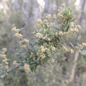 Pomaderris angustifolia at Tennent, ACT - 3 Sep 2014 05:53 PM