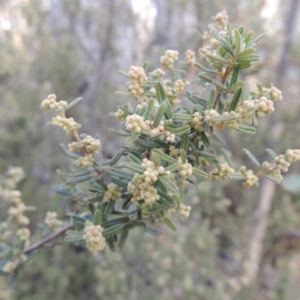 Pomaderris angustifolia at Tennent, ACT - 3 Sep 2014