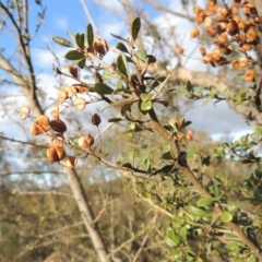 Bursaria spinosa (Native Blackthorn, Sweet Bursaria) at Tennent, ACT - 3 Sep 2014 by MichaelBedingfield