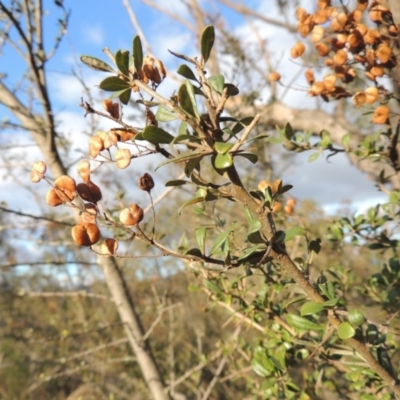 Bursaria spinosa (Native Blackthorn, Sweet Bursaria) at Tennent, ACT - 3 Sep 2014 by michaelb