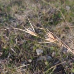 Themeda triandra (Kangaroo Grass) at Tennent, ACT - 3 Sep 2014 by michaelb