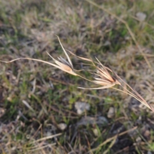 Themeda triandra at Tennent, ACT - 3 Sep 2014 05:47 PM