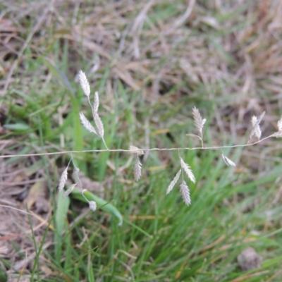 Eragrostis brownii (Common Love Grass) at Namadgi National Park - 3 Sep 2014 by michaelb