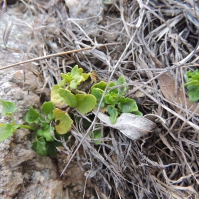 Scutellaria humilis (Dwarf Skullcap) at Tennent, ACT - 3 Sep 2014 by michaelb