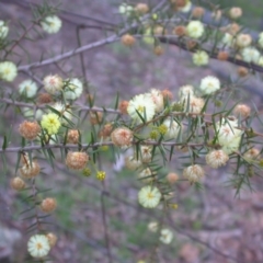 Acacia ulicifolia (Prickly Moses) at Hackett, ACT - 6 Sep 2014 by waltraud