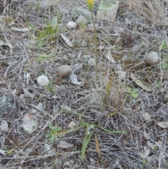 Microseris walteri (Yam Daisy, Murnong) at Theodore, ACT - 8 Sep 2014 by michaelb