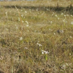 Wurmbea dioica subsp. dioica (Early Nancy) at Tennent, ACT - 3 Sep 2014 by michaelb