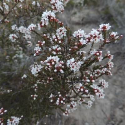 Micromyrtus ciliata (Fringed Heath-myrtle) at Tennent, ACT - 3 Sep 2014 by MichaelBedingfield