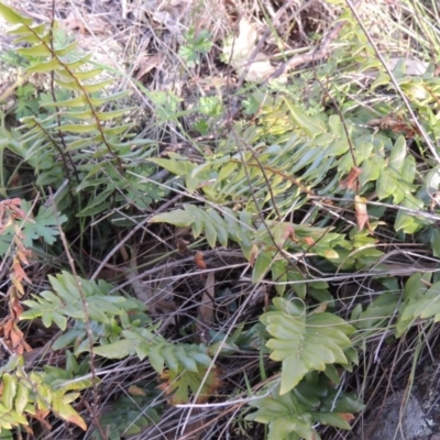 Pellaea calidirupium (Hot Rock Fern) at Banks, ACT - 4 Sep 2014 by michaelb