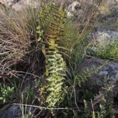 Pellaea calidirupium at Banks, ACT - 4 Sep 2014