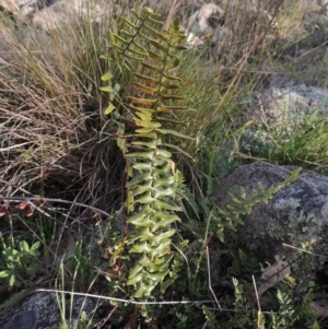 Pellaea calidirupium at Banks, ACT - 4 Sep 2014