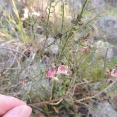 Indigofera adesmiifolia (Tick Indigo) at Banks, ACT - 4 Sep 2014 by MichaelBedingfield