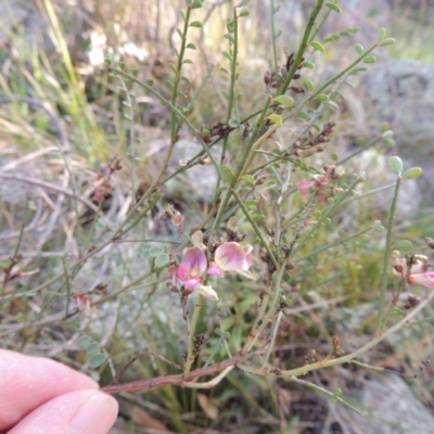 Indigofera adesmiifolia (Tick Indigo) at Banks, ACT - 4 Sep 2014 by michaelb