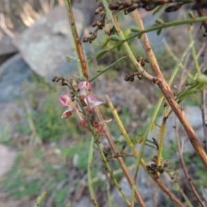 Indigofera adesmiifolia at Banks, ACT - 4 Sep 2014 05:59 PM