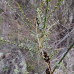 Indigofera adesmiifolia at Banks, ACT - 4 Sep 2014 05:59 PM