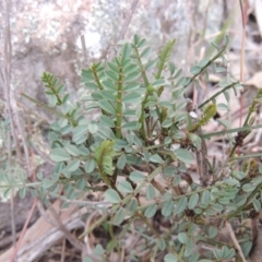 Indigofera adesmiifolia (Tick Indigo) at Tuggeranong DC, ACT - 4 Sep 2014 by MichaelBedingfield