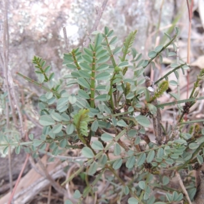 Indigofera adesmiifolia (Tick Indigo) at Tuggeranong DC, ACT - 4 Sep 2014 by MichaelBedingfield