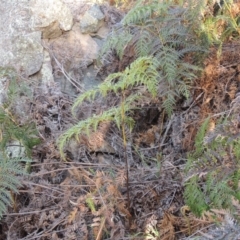 Pteridium esculentum (Bracken) at Rob Roy Range - 4 Sep 2014 by michaelb