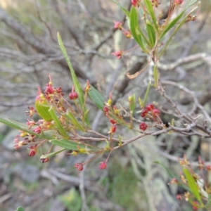 Dodonaea viscosa at Banks, ACT - 4 Sep 2014