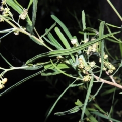 Dodonaea viscosa (Hop Bush) at Rob Roy Range - 4 Sep 2014 by michaelb