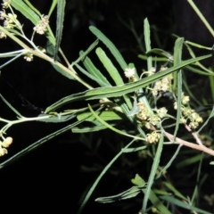 Dodonaea viscosa (Hop Bush) at Conder, ACT - 4 Sep 2014 by michaelb