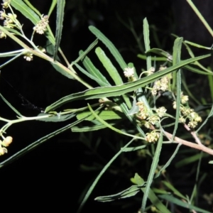 Dodonaea viscosa at Conder, ACT - 4 Sep 2014 07:44 PM