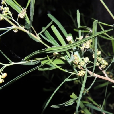 Dodonaea viscosa (Hop Bush) at Rob Roy Range - 4 Sep 2014 by michaelb