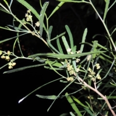 Dodonaea viscosa at Conder, ACT - 4 Sep 2014 07:44 PM