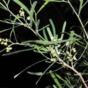 Dodonaea viscosa at Conder, ACT - 4 Sep 2014