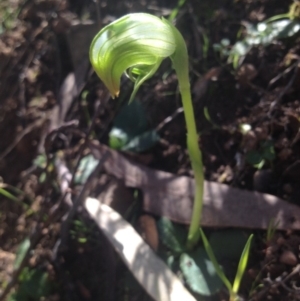 Pterostylis nutans at Acton, ACT - 8 Sep 2014