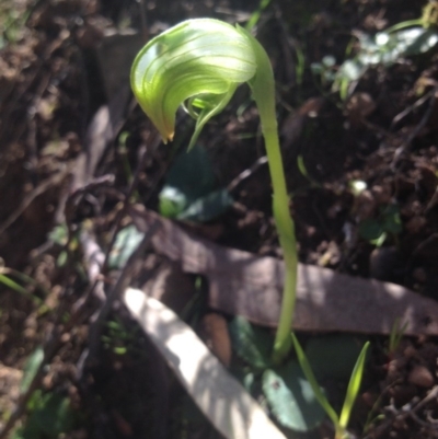 Pterostylis nutans (Nodding Greenhood) at Acton, ACT - 8 Sep 2014 by APB