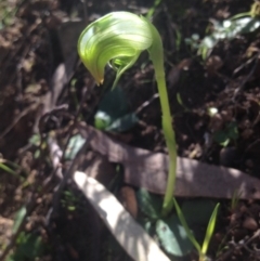 Pterostylis nutans (Nodding Greenhood) at Acton, ACT - 8 Sep 2014 by APB