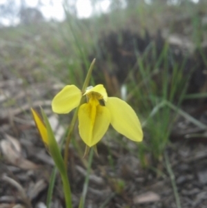 Diuris chryseopsis at Cook, ACT - 9 Sep 2014